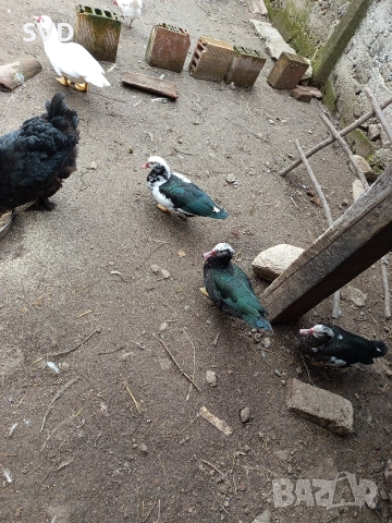 Неми Патки , снимка 3 - Патици и гъски - 52682064