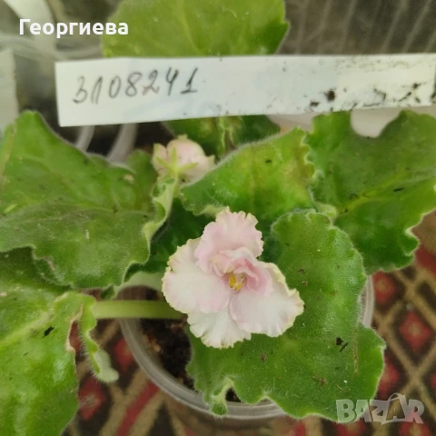 Сентполия, теменужка , снимка 3 - Стайни растения - 43526396