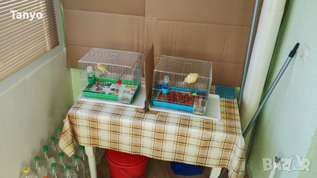 Мъжко и женско,тазгодишни.Орфей, снимка 11 - Канари - 52772739