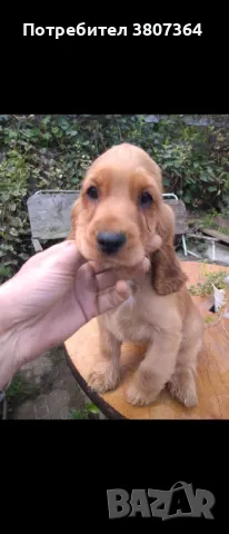 Продам Английски Кокер Шпаньол , снимка 1
