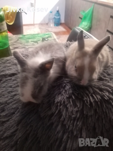 декоративни зайчета, снимка 4 - Декоративни зайчета - 50670628