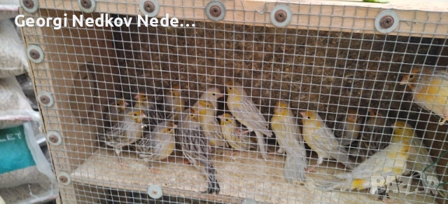 Продавам канари 