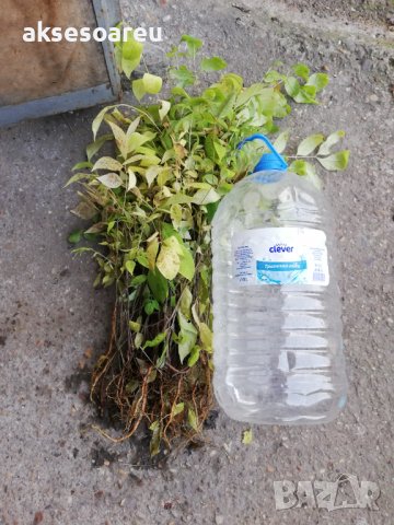 Продавам фиданки от медоносното дърво на пчеларя Еводия Даниели разсад дръвчета Еводиа медонос изклю, снимка 15 - Разсади - 37673992