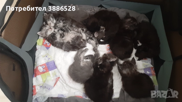 Продавам мейн куунчета!, снимка 1