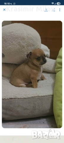 малко момченце мини чихуа, снимка 2 - Чихуахуа - 52515787