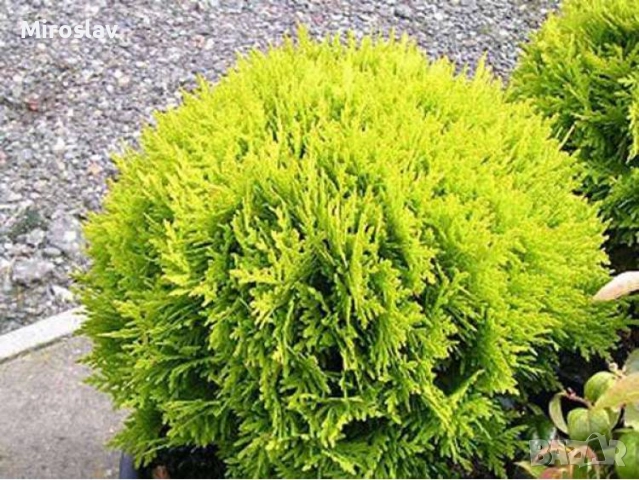 Туя Даника ауреа, снимка 2 - Градински цветя и растения - 51622457