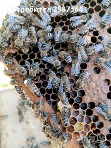 Пчелни майки и семейства рег. Номер 5567-0278 , снимка 3 - Други животни - 21213887