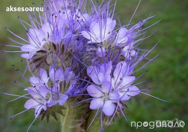Семена от Фацелия - медоносно растение за пчелите разсад семена пчеларски растения силно медоносно ц, снимка 9 - Сортови семена и луковици - 37708344