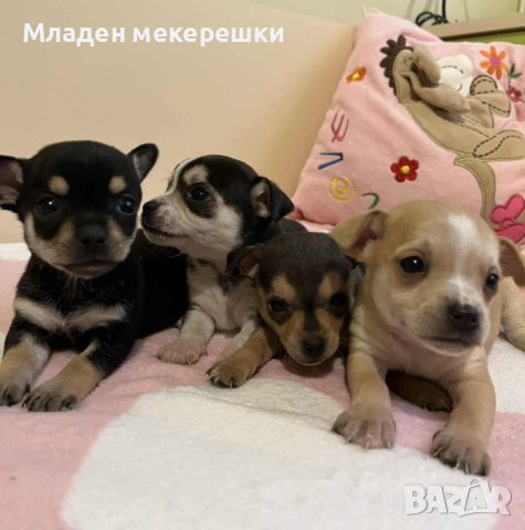 Малки сладури