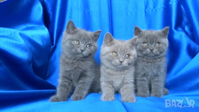 Чистокръвни Британски късокосмести котета, снимка 1 - Британска късокосместа - 53322558