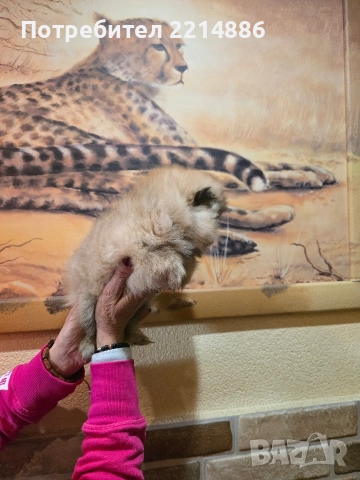 Померан женски , снимка 10 - Померан - 52939284