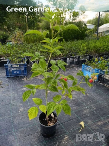 Малина сорт Херитидж, снимка 2 - Разсади - 49616611