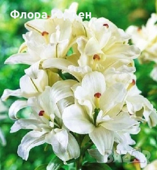 ЛИЛИУМ - Луковици/ПРЕДВАРИТЕЛНИ ПОРЪЧКИ, снимка 8 - Сортови семена и луковици - 40209682