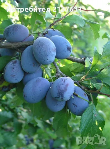 ОБЛАГОРОДЕНИ ДРЪВЧЕТА ЯДЛИВ КЕСТЕН , МУШМУЛА , СЛИВА , БАДЕМИ, снимка 5 - Градински цветя и растения - 49555266