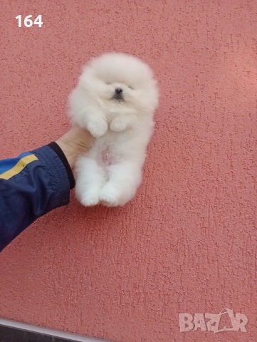 Мъжки Померан. Реални снимки от 06.01.26 г. , снимка 5 - Померан - 53003212