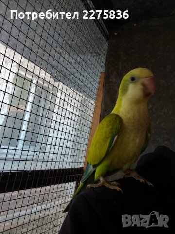 Монашески Папагалчета (монах), снимка 9 - Папагали - 37902418