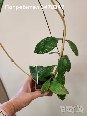 Хоя Rundumensis splash, снимка 4 - Стайни растения - 50080592