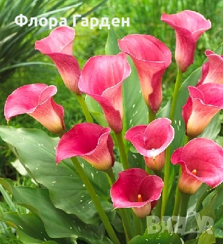 КАННА, КАЛА - Грудки/ ПРЕДВАРИТЕЛНИ поръчки, снимка 13 - Сортови семена и луковици - 49236562