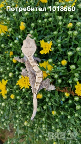Ресничести гекони / crested gecko / correlophus ciliatus, снимка 3 - Гекон - 49156922