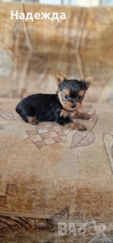 Йоркширски териер , снимка 3 - Йоркширски териер - 52730154