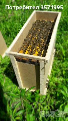  Пчелни отводки - записване 2024, снимка 2 - За пчели - 43262898