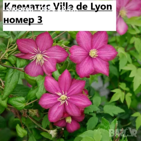 Клематис налични 28 вида, снимка 3 - Разсади - 48740880