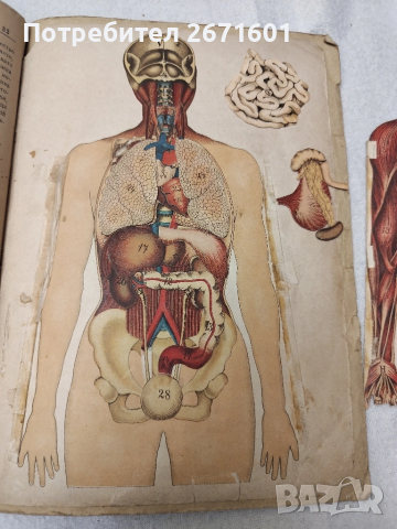 "ЧЕЛОВЕЧЕСКОТО ТЕЛО", написана от д-р Шмид. 1899 г, снимка 5 - Антикварни и старинни предмети - 52217810