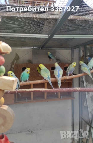 Вълнисти рейнбоу 