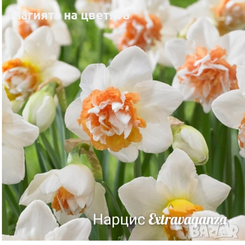 Кичести нарциси 10 сорта, снимка 3 - Градински цветя и растения - 51659641