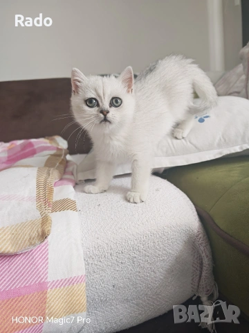 Правоуха сребърна чинчила, снимка 3 - Британска късокосместа - 53138153