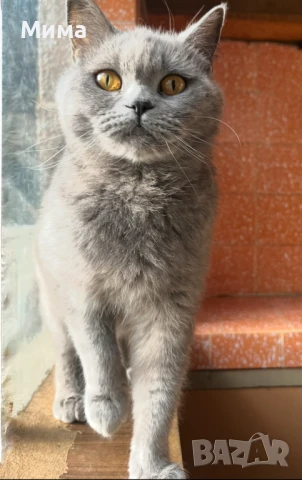 Британска котка , снимка 1