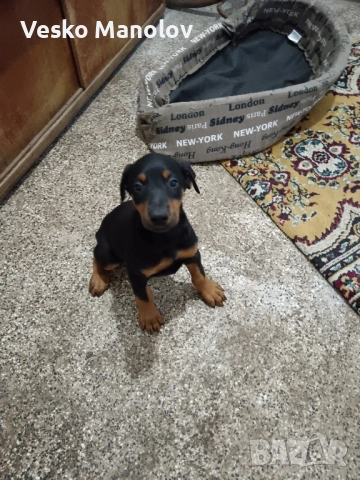 Куче Доберман чистокръвна порода, снимка 1