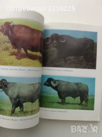 Биволи, снимка 2 - Специализирана литература - 49616451