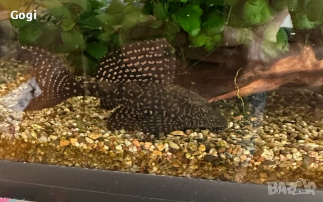 Продавам един пораснал сом Гибицепс (gibbiceps)-Само за София, снимка 3 - Рибки - 51194592