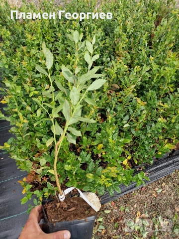 раздад боровинки , снимка 4 - Разсади - 51913927