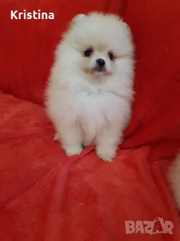 Померан померани свободни!, снимка 2 - Померан - 49137747