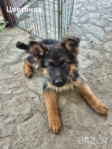 Чистокръвни немски овчарки