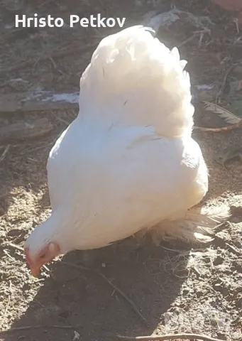 Пронавам Петли и Чифтове Мини Кохин , снимка 6 - Кокошки и пуйки - 49882931