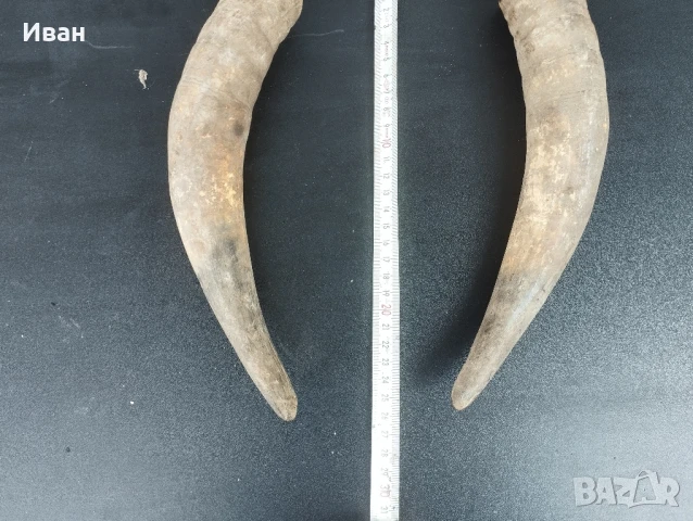 Чифт биволски рога , снимка 8 - Антикварни и старинни предмети - 51060413
