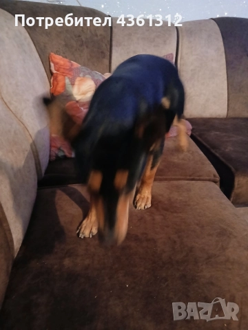 продавам, снимка 5 - Пинчер - 52631421
