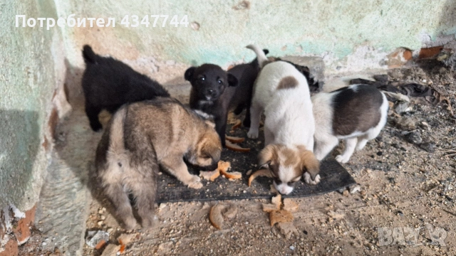 Подаряват се 6 малки кученца. , снимка 9 - Други - 53010116