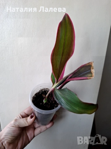 Кордилине, Cordyline