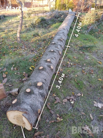 Борови трупи 3 броя - София