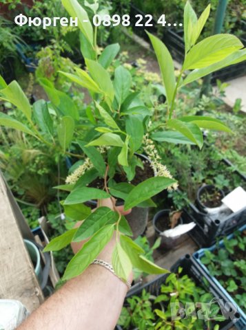 Итеа Виргиника(Itea virginica), снимка 12 - Разсади - 36816511