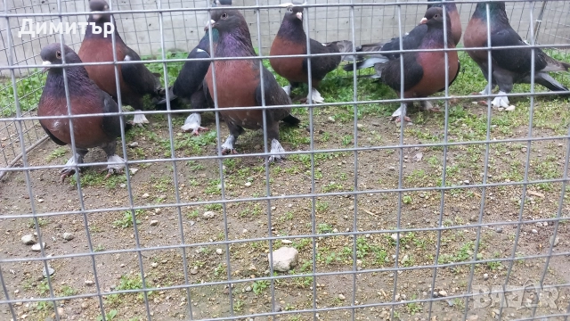 Продавам гълъби Миро може и бартер , снимка 4 - Гълъби - 51092225