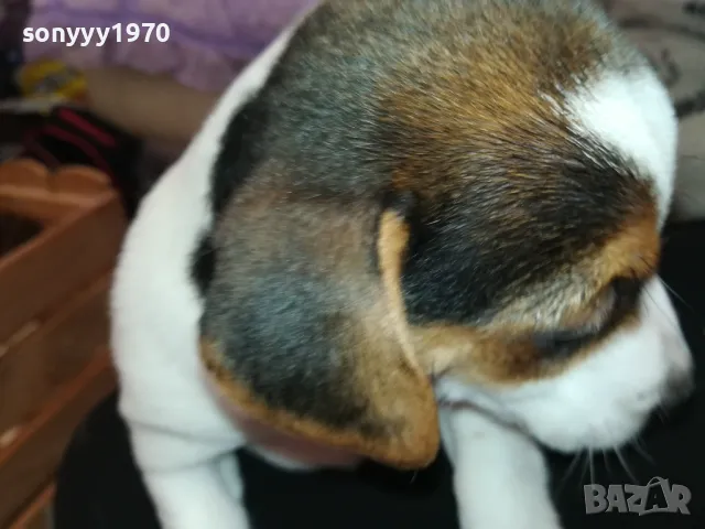 ДЖАК РЪСЕЛ-БЕБЕТА-250ЛВ ЗА ЕДНО 0602251556, снимка 10 - Джак ръсел териер - 48994447