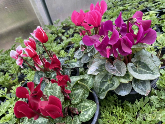 ПРОМО! 6 броя циклами 