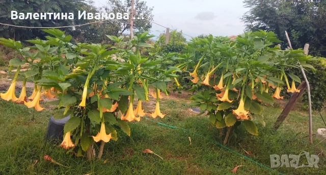 комплект 3 бр ангелски тромпет , снимка 9 - Стайни растения - 52983131