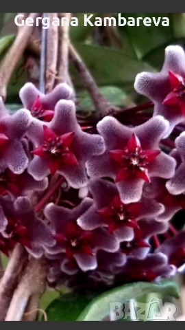 Hoya pubicalyx Red Button 