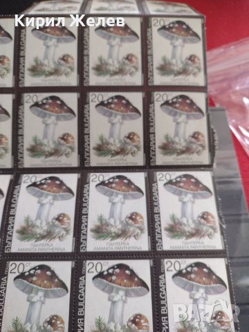 Лот Пощенски марки ГЪБИ ПАНТЕРКА чисти без печат поща България редки за КОЛЕКЦИЯ 33114, снимка 5 - Филателия - 40477206